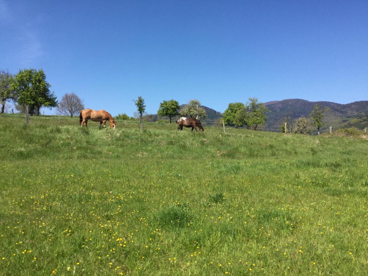Gite Leonline Sur Les Hauteurs De Masevaux -Au Pied Des Vosges Екстериор снимка